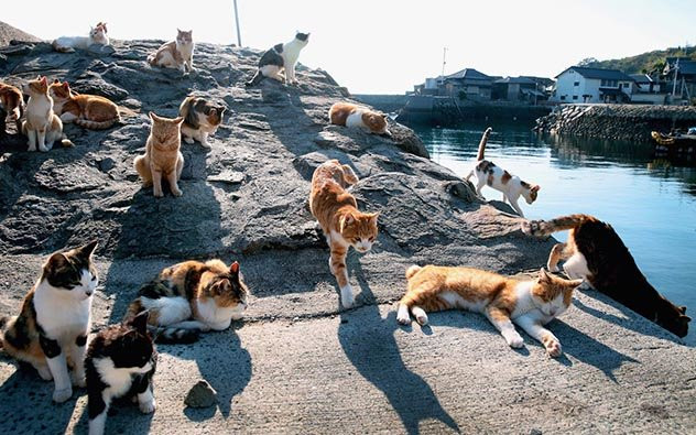 Hòn đảo Tashirojima là nơi sinh sống của khoảng 100 người. Trái ngược với dân số ít ỏi, số mèo sống trên đảo này lên tới hơn 800 con.
