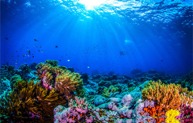 Một số nhà khoa học đặt ra những giả thuyết khác như đây là âm thanh của loài sinh vật biển kỳ lạ mà con người chưa biết đến.