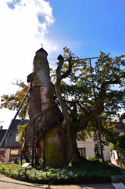 Do cây sồi có "tuổi thọ" cao nên một số phần của cây có dấu hiệu chết dần.