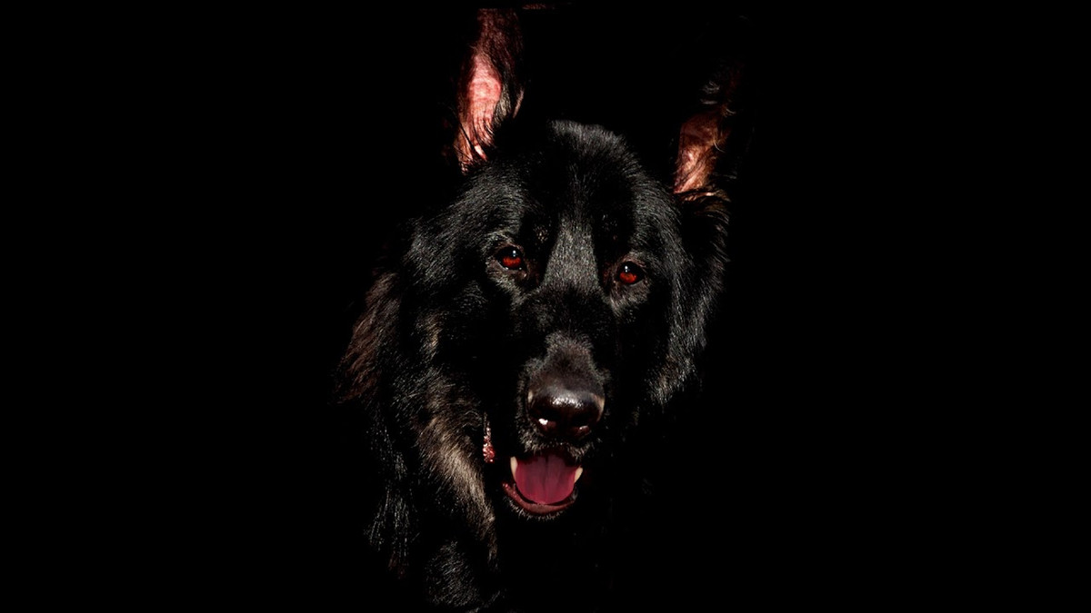 Tiếng gầm rú của sinh vật bí ẩn này khiến nhiều người rùng mình khiếp sợ khi nghe thấy.