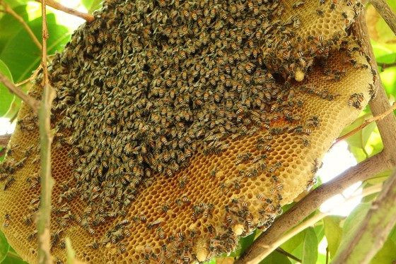 Theo các chuyên gia, dù có "tuổi thọ" lớn như trên nhưng số mật ong đó vẫn có thể sử dụng được.