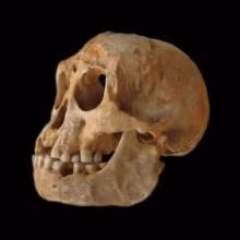Vóc dáng cơ thể trên của người lùn Homo Floresiensis tương đương với đứa trẻ 7 tuổi ngày nay. Do có thể như vậy nên não bộ của người Homo Floresiensis chỉ bằng 1/3 của con người ngày nay.