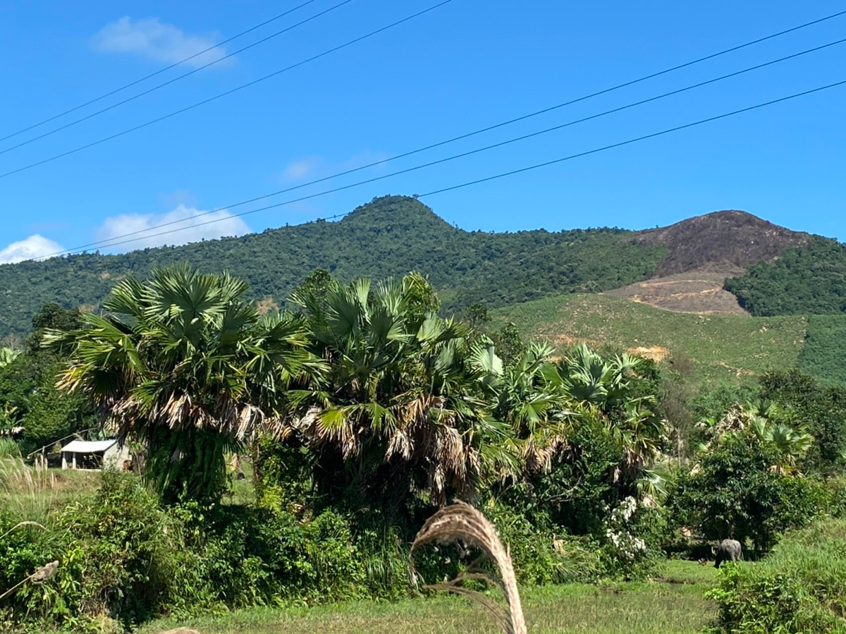 Tầm tháng 10 đến 11 (âm lịch) là những vườn cọ nơi xã miền núi Kỳ Lạc, huyện Kỳ Anh (Hà Tĩnh) bắt đầu chín rộ. Người dân nơi đây lại rộn ràng thu hái để làm thực phẩm, làm quà biếu, hoặc bán. Theo người dân, năm nay cọ được mùa, cây nào cũng trĩu quả.