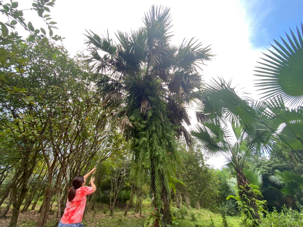 Cây cọ cho trái thường phải được trồng lâu năm, thân cao lớn, nên việc thu hái cũng khó khăn hơn. Theo kinh nghiệm, muốn trái cọ ngon thì những lá trên cây không được chặt, phải để sum suê tự nhiên.