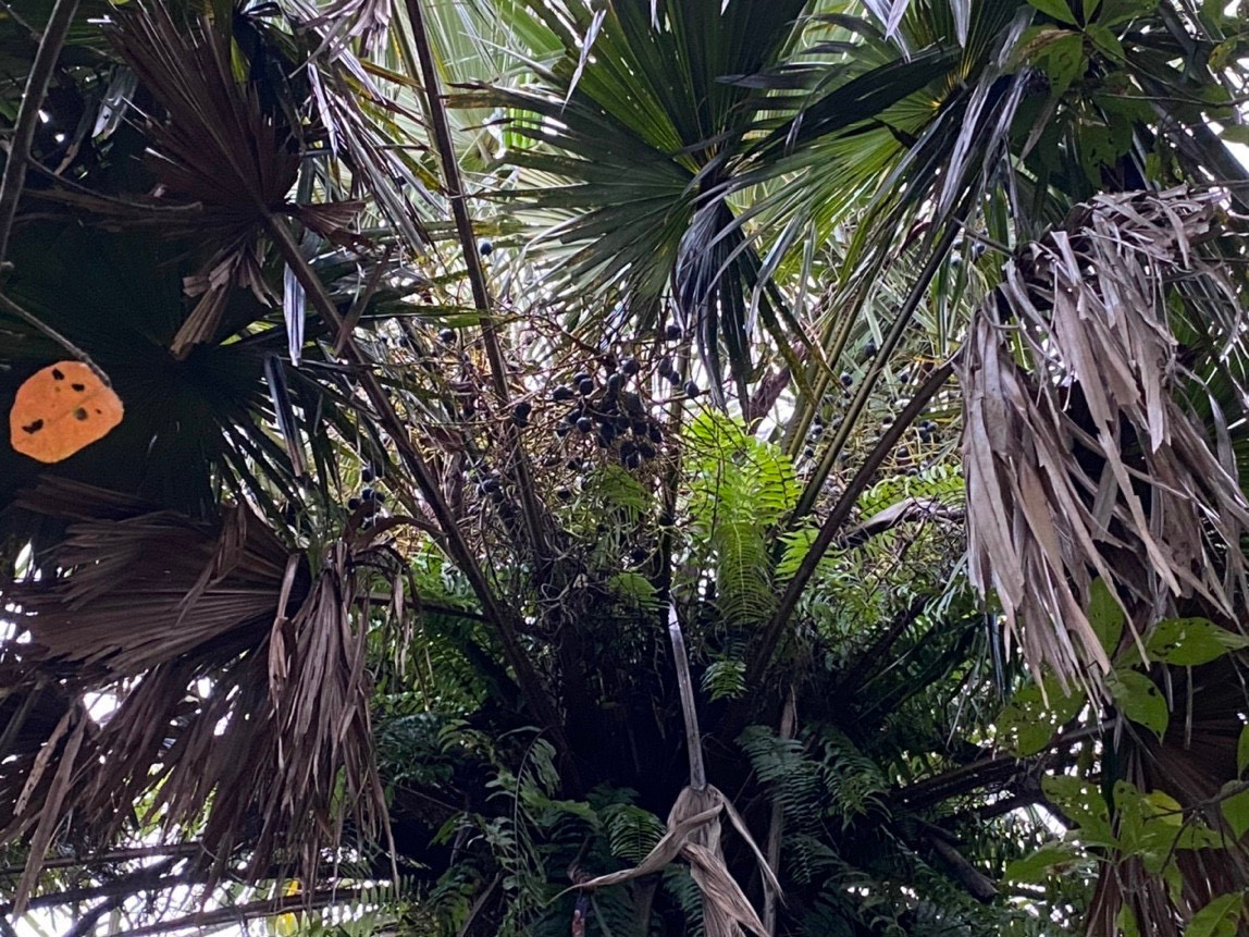 Cây cọ ngoài cho quả làm món quà quê, lá cọ còn dùng để lợp mái nhà, chuồng trại...