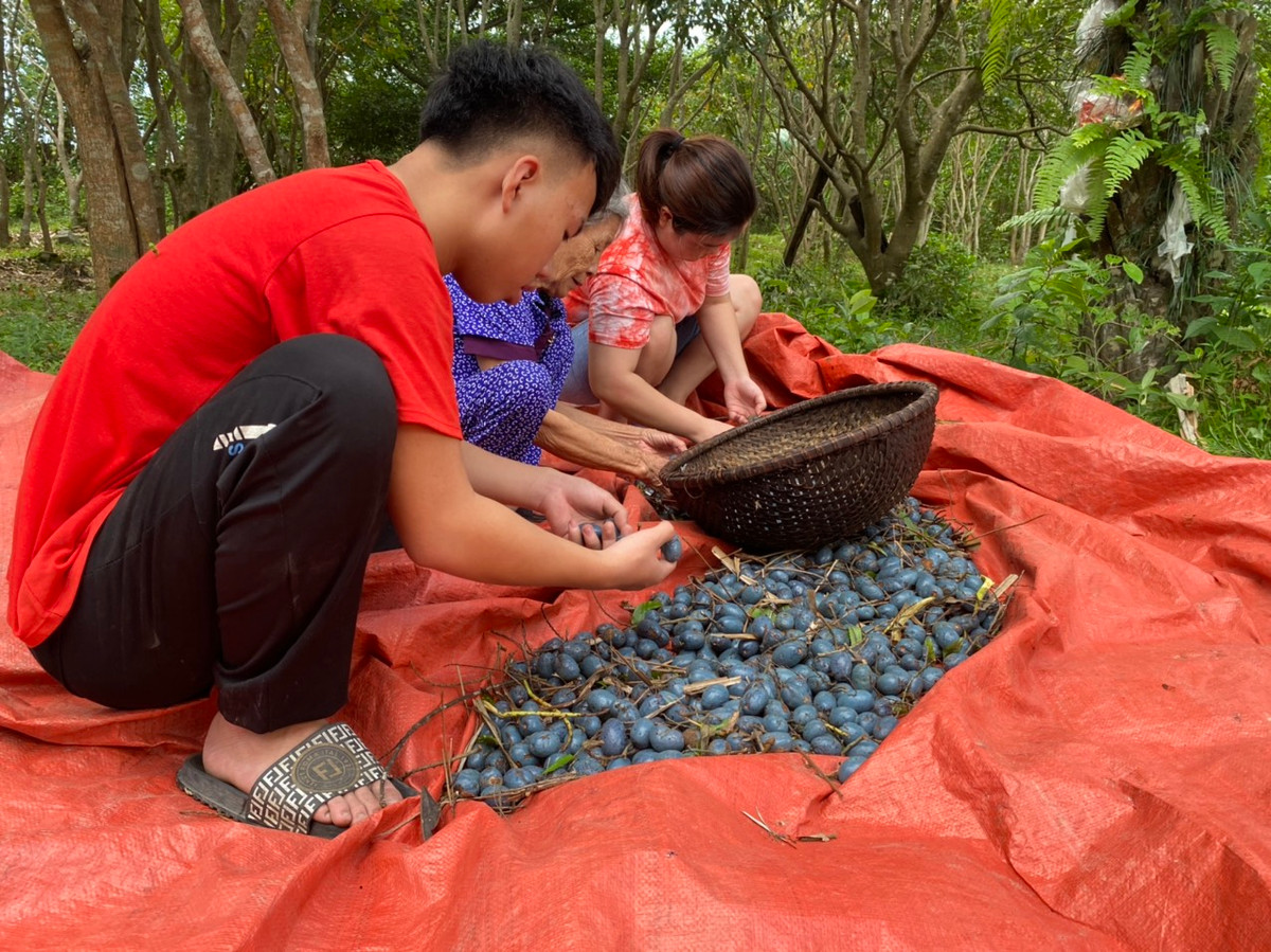 Cọ hái xuống được tỉ mẩn nhặt sạch từng quả, quả nào hỏng sẽ loại bỏ. Những trái cọ chín có màu xanh đậm rồi ngả sáng như màu xanh da trời, cùi dày, trái căng tròn.
