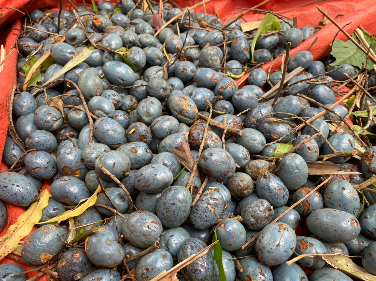 Trái cọ có vị ngon, béo, gắn với tuổi thơ của biết bao thế hệ. Để ăn được cọ cũng đòi hỏi kỹ thuật om khá công phu. Theo đó, cọ sau khi hái được làm sạch vỏ, cho vào ngâm trong nước ấm tầm 60 độ từ 30 phút đến 1 tiếng là có thể dùng được ngay. Nếu làm không đúng kỹ thuật, cọ sẽ không thơm ngon như vốn có.