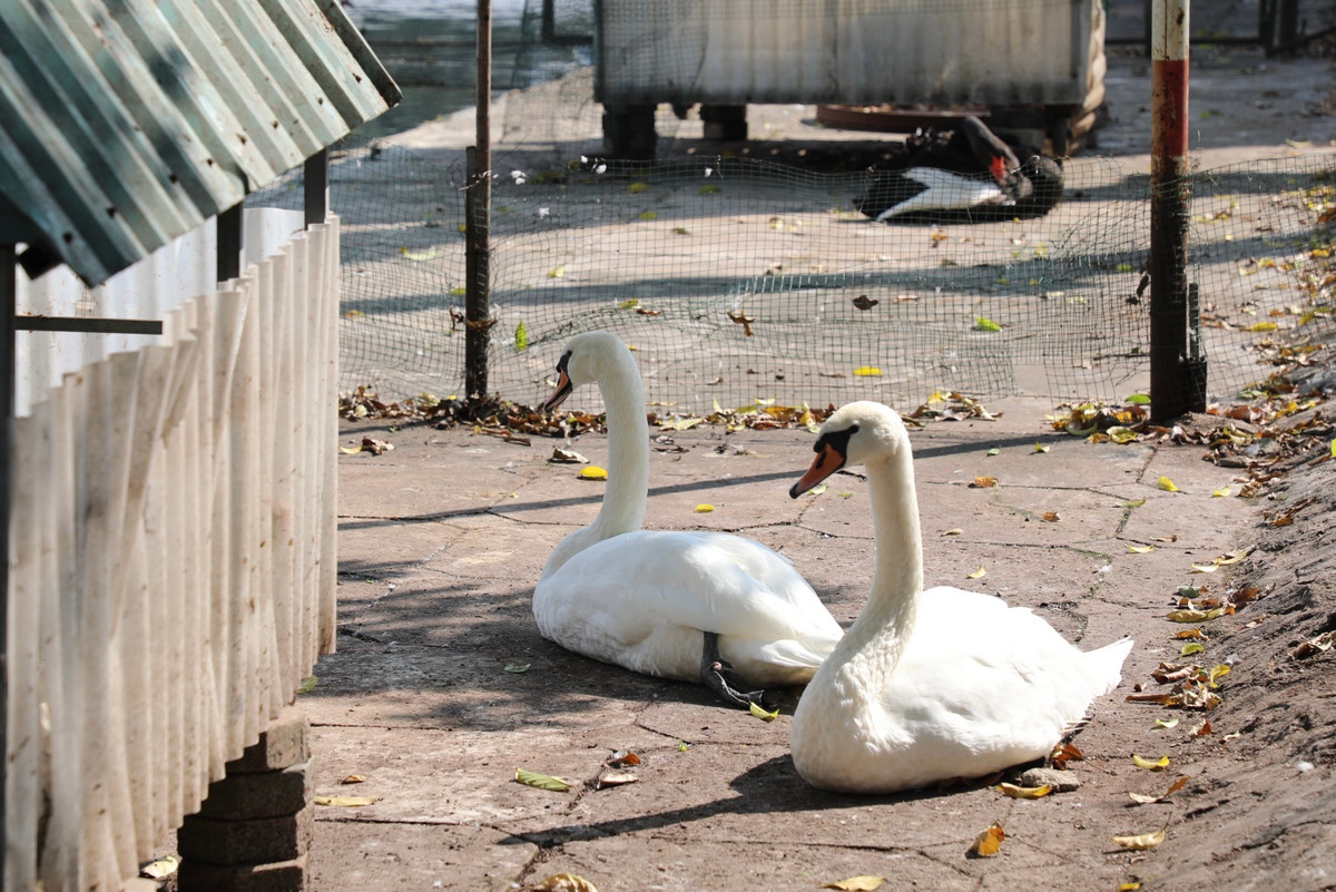 Lý do đàn thiên nga ở hồ Thiền Quang chết một nửa Ly do dan thien nga o ho Thien Quang chet mot nua