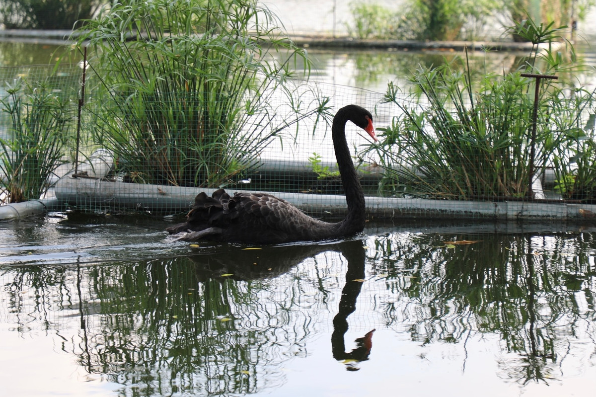 Lý do đàn thiên nga ở hồ Thiền Quang chết một nửa - Hình 2 Ly do dan thien nga o ho Thien Quang chet mot nua-Hinh-2