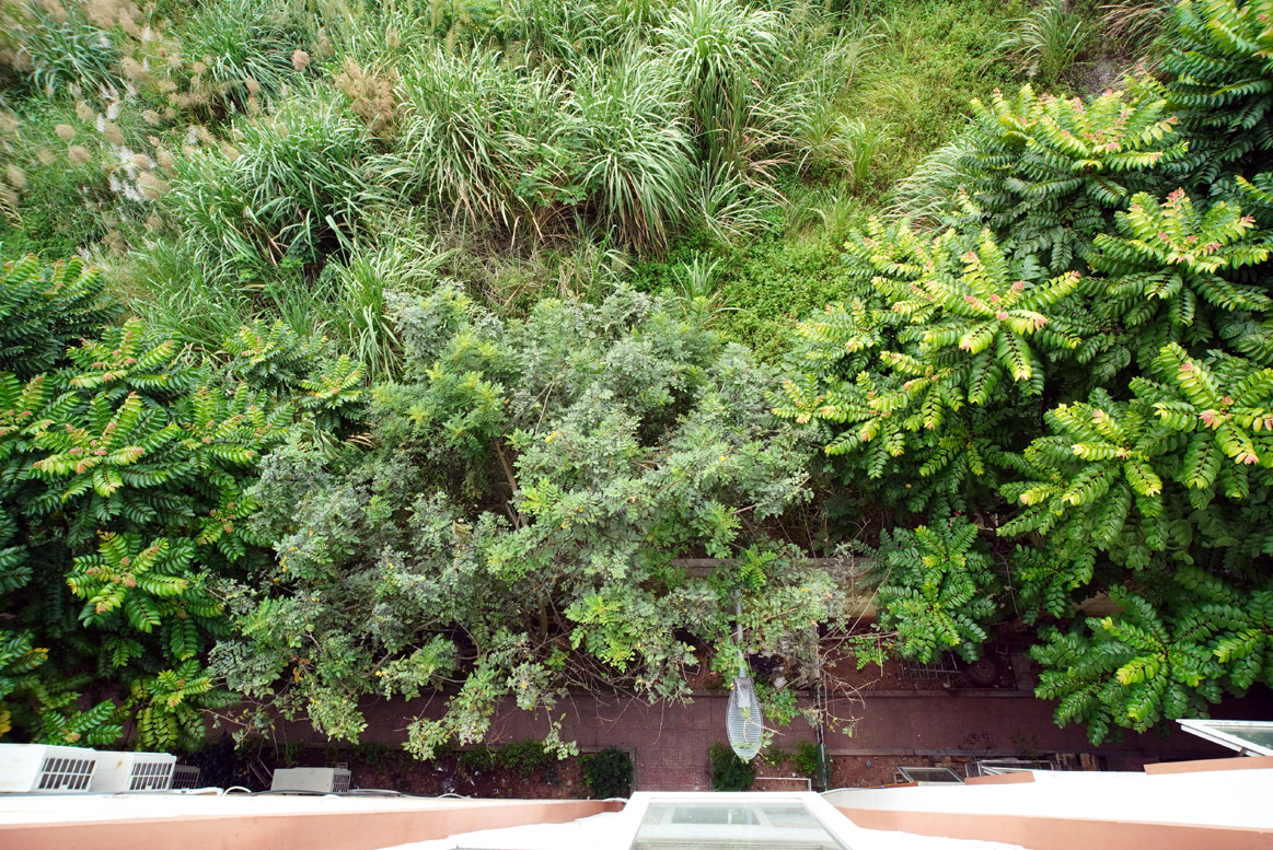 Phần còn lại của khu đất cây cối mọc um tùm.