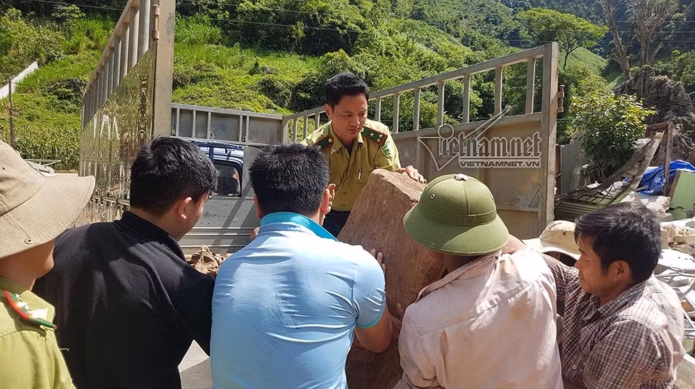 Lực lượng chức năng chuyển số gỗ trong nhà Tuân đến địa điểm khác