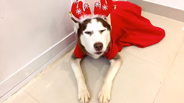 Theo chia sẻ của Tuyết thì hiện tại, Riềng đang sống chung với 4 cô vợ, trong đó cô vợ cả đã mất vì bệnh. Chủ nhân của Riềng đã tạo hẳn một trang cá nhân để chuyên đăng tải các khoảnh khắc đáng yêu của chú chó này.