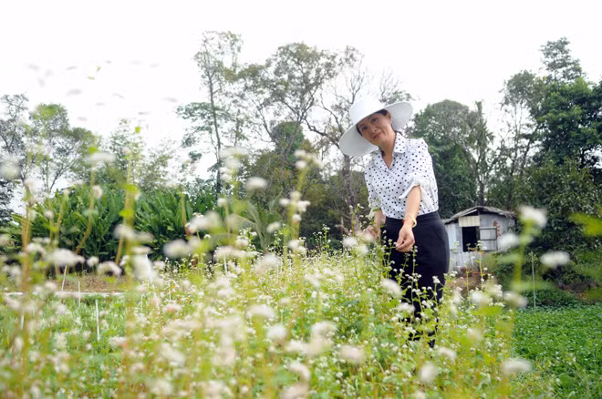 Theo chủ nhân, hoa tam giác mạch trồng ở TP.HCM có nhiều khó khăn. “Tôi mang hạt về gieo và đang trồng thử nghiệm. Cũng có một số hoa bị chết vì thời tiết không thuận lợi. Loài hoa này phù hợp với vùng đất khô ráo”, chị Cẩm Tú chia sẻ.