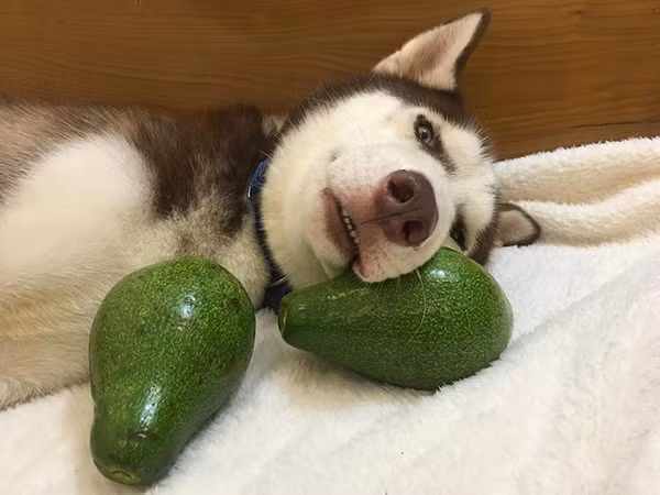 Ngay từ lúc mới về, Riềng đã có sở thích khá kỳ lạ. 'Chàng ta có thể ăn được mọi thứ mà không hề kén chọn. Ngoài cơm canh, thịt cá thì Riềng có thể ăn được sầu riêng, củ gừng, hành tỏi, củ riềng hay thậm chí là dầu gió, mắm nêm. Đặc biệt còn ăn rất ngon mà không hề có dấu hiệu bị ngán' - Tuyết chia sẻ.