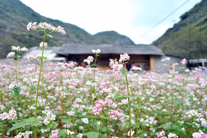 Loài hoa này đã trở thành thương hiệu du lịch cho Hà Giang. Hoa mang vẻ đẹp dân dã, được người dân trồng trải dài thành cánh đồng, chênh vênh trên những mỏm đá, thấp thoáng sau những ngôi nhà trình tường xưa cũ hoặc e ấp uốn mình bên những cung đường đã tạo nên một sức hút, sự hấp dẫn kỳ lạ. (ảnh: T. Quang)