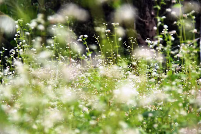 Những ngày cuối năm Ất Dậu, hoa tam giác mạch khoe sắc giữa Sài Gòn