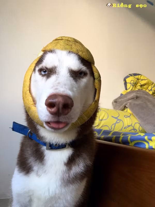 Riềng sẹo sinh ngày 21/5/2016, thuộc giống chó Husky thuần chủng, được cô chủ Đoàn Thị Ánh Tuyết (Đăk Lăk) nhận nuôi khi mới 2 tháng tuổi. Ngay từ khi đặt chân về nhà mới, anh chàng lao vào gặm đống củ riềng mà gia chủ mua về làm thịt heo giả cầy nên từ đó có tên là Riềng.