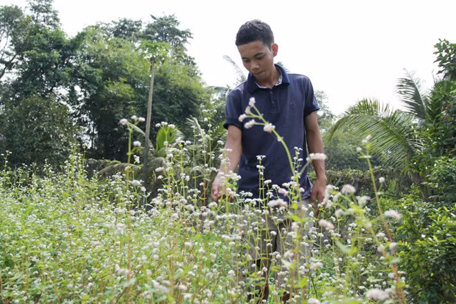 Chị Cẩm Tú, chủ nhân trồng cây hoa tam giác mạch ở TP.HCM cho biết, hoa này là một trong 2 giống hoa tam giác mạch chị mang từ vùng cao nguyên đá Đồng Văn (Hà Giang) để trồng.
