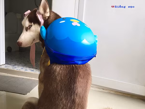 Khi thấy chủ đưa điện thoại chụp hình hoặc quay clip, Riềng sẽ nhanh chóng tìm cách tạo dáng. Tuy nhiên, ở góc chụp nào thì Riềng cũng tạo được tiếng cười cho người xem bởi gương mặt ngáo ngơ hài hước của mình.