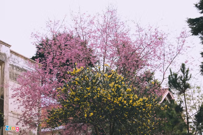 Một số cây hoa mai anh đào đã bắt đầu nở rộ trên đường Trần Hưng Đạo, thành phố Đà Lạt. Ảnh: Phương Nghi.