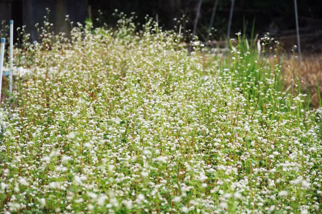 Ở TP.HCM nhiều người không khỏi ngỡ ngàng khi thấy loài hoa này xuất hiện tại vườn hoa cạnh bờ sông Sài Gòn trên đường Bùi Công Trừng (xã Nhị Bình, huyện Hóc Môn, TP.HCM).