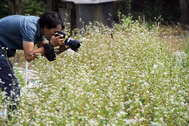 Và tạo dáng cùng hoa tam giác mạch.