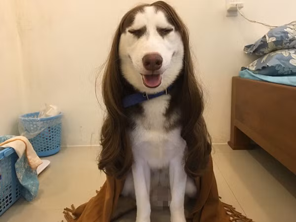 Chưa hết, chú chó tên Riềng còn rất nghịch ngợm, thích cắn xé hết mọi đồ đạc trong nhà. 'Từ cái khăn, cái ống nước, đến cả cái nệm cao su nó cũng xơi luôn. Nhưng bù lại, Riềng rất thân thiện, tình cảm, hay làm trò mua vui cho mọi người' - cô chủ nói thêm.