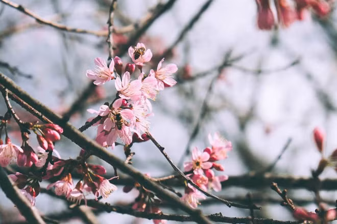 Mai anh đào có thân như cây hoa đào nhưng hoa lại có 5 cánh như hoa mai nên được gọi là mai anh đào. Ảnh: Phương Nghi.