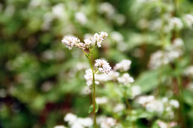 Hoa khoe sắc trắng hồng cả một khu vực. “Mấy hôm nay nghe có hoa tam giác mạch nên tôi tìm đến xem thử chứ trước giờ toàn nhìn qua phim, ảnh vì chưa có cơ hội đi Hà Giang. Tôi khá bất ngờ vì loại hoa này trồng được ở Sài Gòn, hoa nhìn đẹp lắm”, chị Nguyễn Thị Thủy ngụ Hóc Môn cho biết.
