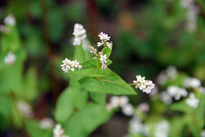Nhiều người chụp ảnh cũng đến “check in” hoa tam giác mạch của vùng Hà Giang giữa Sài Gòn.