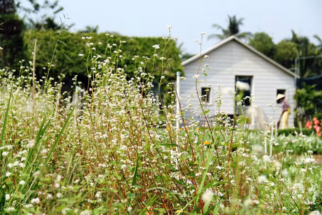 “Loại tôi trồng có màu trắng hồng và nhạt màu hơn so với hoa ở Đồng Văn”, chị Tú chia sẻ.