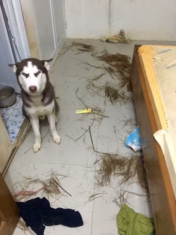 Ngoài ăn uống, Riềng còn thích mặc váy, thích ngâm bồn nước và đặc biệt rất thích chụp hình. Mỗi lần được chủ cho vào bồn nước, Riềng sẽ lim dim mắt tận hưởng.