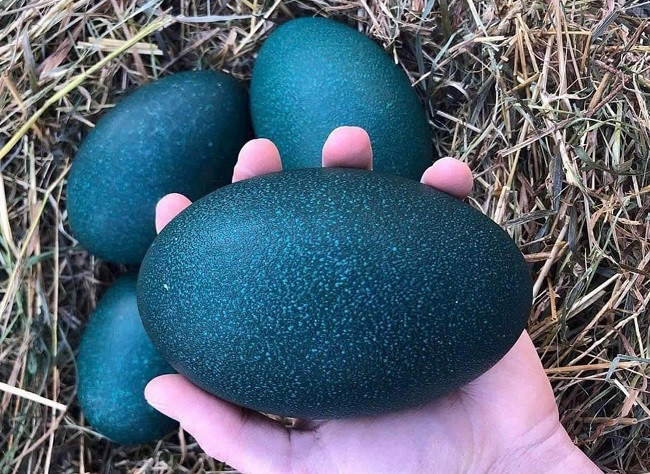 Giá lợn hơi tăng nóng, thịt lợn nhập khẩu rẻ bất ngờ Gia lon hoi tang nong, thit lon nhap khau re bat ngo