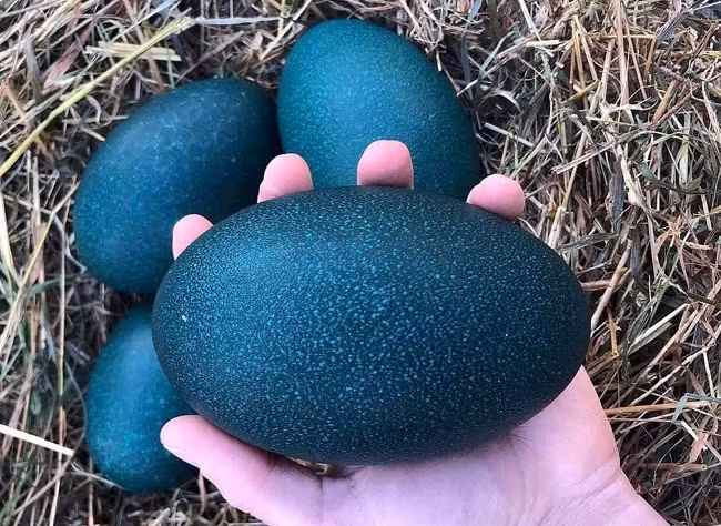 Gia lon hoi tang nong, thit lon nhap khau re bat ngo