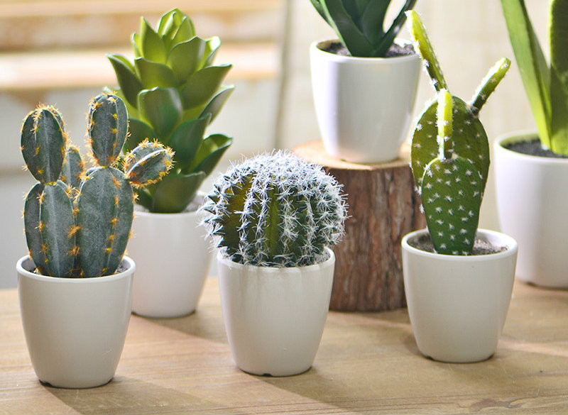 Cây xương rồng: Trong các loại cây không nên trồng trong nhà thì cây xương rồng luôn đứng đầu bảng.