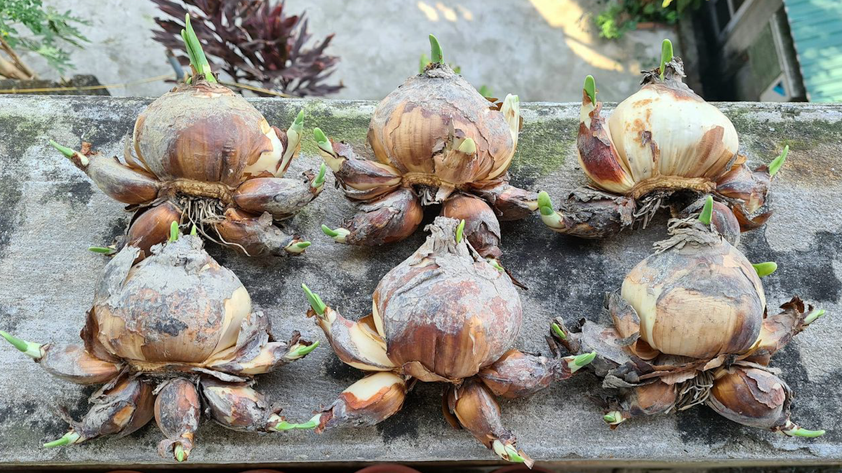 7 cu gia suyt chet oan vi ngo doc thuc pham