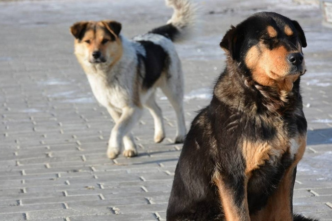 Len ra ngoai choi, be trai bi dan cho hoang du ton tan cong