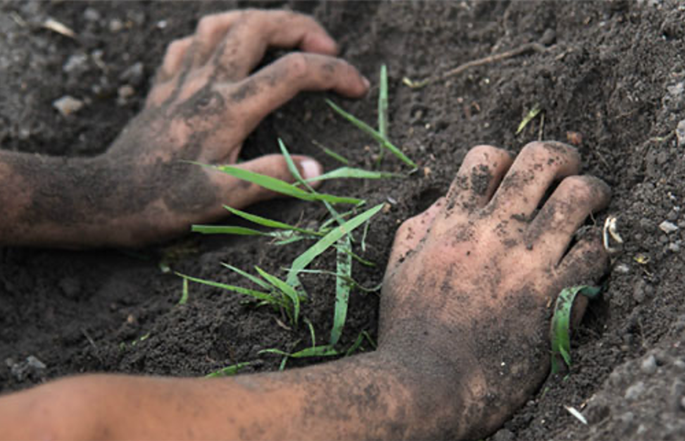 Su dang so cua loai vi khuan gay benh Whitmore-Hinh-2