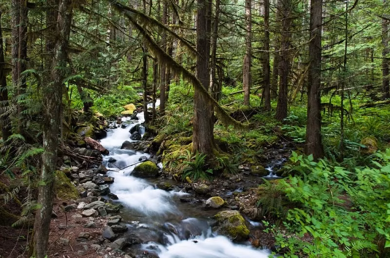 Tìm kiếm nguồn nước: Mặc dù cơ thể có thể chịu được 3 ngày không có nước, tuy nhiên hãy chú ý đến nước để làm tăng khả năng sinh tồn của mình.