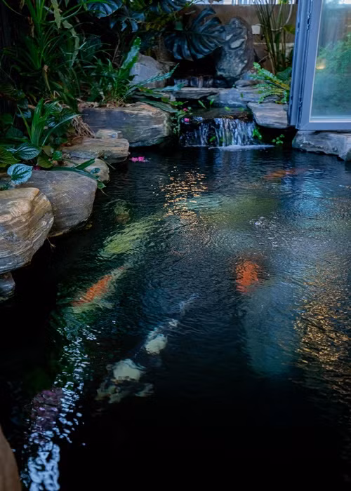 Ca sĩ Cao Thái Sơn chi 1 tỷ đồng và dùng 10 tấn đá xây dựng hồ cá Koi trong nhà.