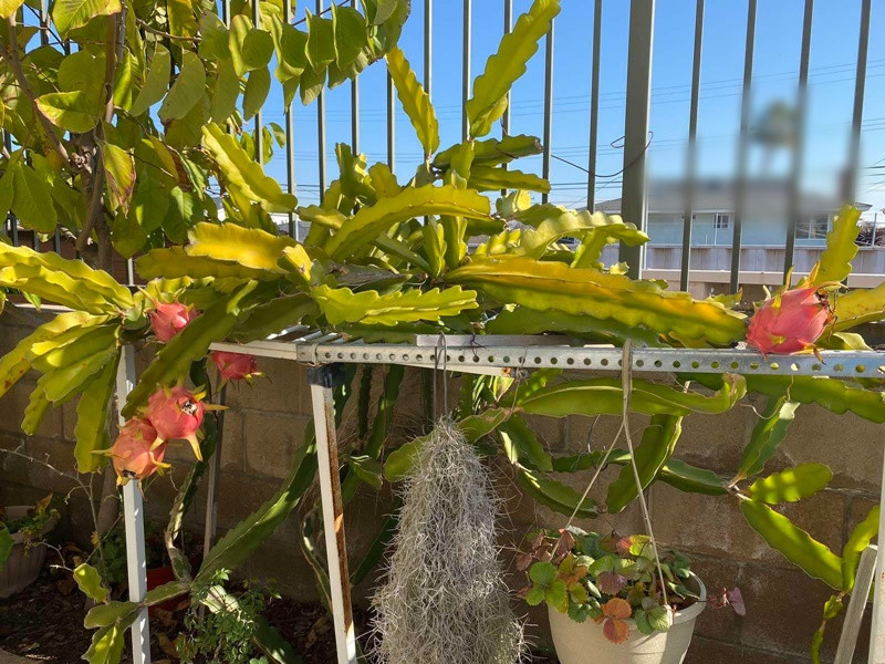 Nữ nghệ sĩ cải lương khoe khu vườn phía sau biệt thự có bưởi, cam, quýt, thanh long, chanh. Ảnh: FB Ngọc Huyền.