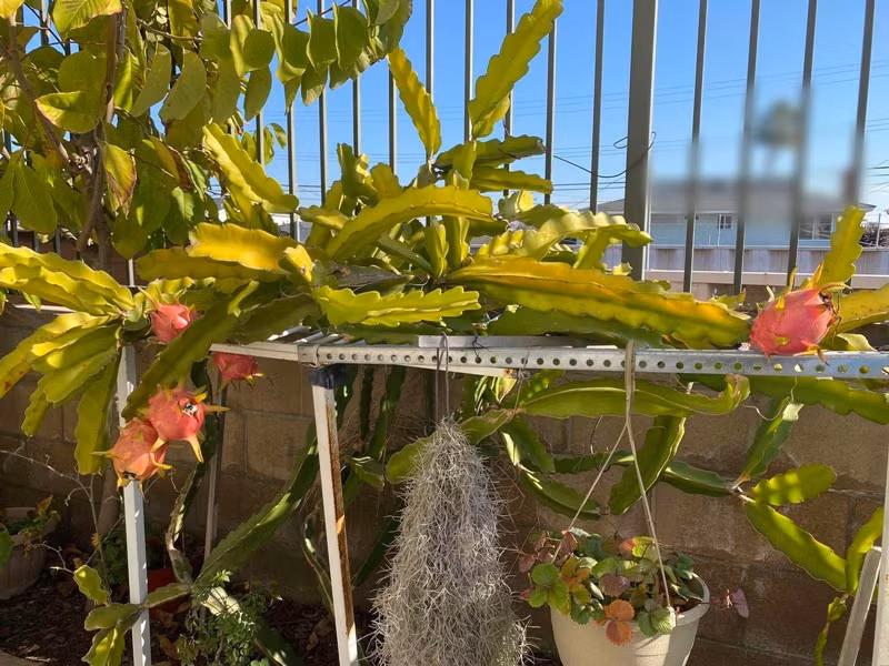 Nữ nghệ sĩ cải lương khoe khu vườn phía sau biệt thự có bưởi, cam, quýt, thanh long, chanh. Ảnh: FB Ngọc Huyền.