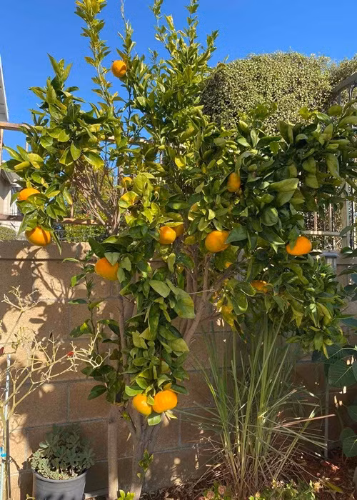 Những giống cây của Việt Nam phát triển tươi tốt trong biệt thự của Ngọc Huyền. Ảnh: FB Ngọc Huyền.