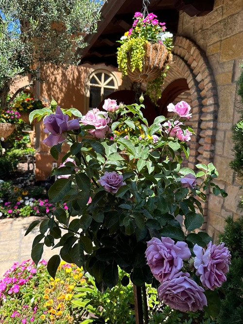 "Ta ra vườn ngắm hoa cho lành và cảm ơn Thượng đế đã ban cho vợ chồng con một gia đình hạnh phúc một vườn thượng uyển trên cả tuyệt vời… Cảm ơn đời mỗi sớm mai thức giấc ta có thêm một ngày nữa để yêu hoa", nữ ca sĩ chia sẻ. Ảnh: FB Bích Tuyền.