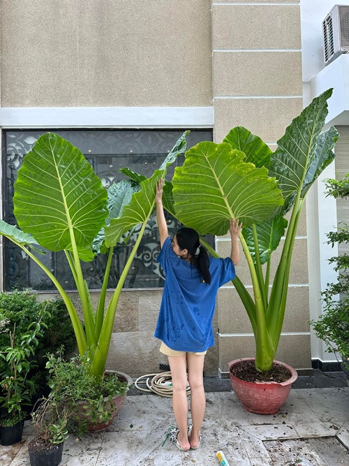 Vân Trang được khen khéo chăm sóc cây cối.