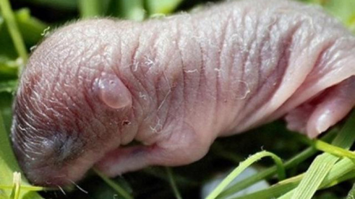 Rượu chuột bao tử. Nguyên liệu chính của bình rượu ngâm nguyên con này là những chú chuột đỏ hỏn không qua chế biến nhưng lại được cho là "sạch nhất" bởi vừa rời bụng mẹ. Người ta tin rằng, bào thai động vật hoặc con vật dạng bào tử có tác dụng lớn trong việc tăng cường sinh lực, giúp chuyện chăn gối trở nên sung mãn.