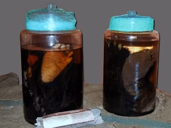 ...tay gấu… khiến nhiều người phải rùng mình nhưng đối với các quý ông yếu sinh lý thì đó lại là “liều thuốc tiên” Mời độc giả xem video: 70% nguyên nhân tai nạn giao thông do rượu, bia. Nguồn: VTC1.