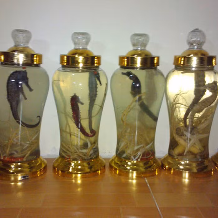 Rượu cá ngựa. Rượu cá ngựa cũng được cánh mày râu lùng mua để cải thiện phong độ đàn ông. Nguyên nhân bởi cá ngựa chứa nhiều dưỡng chất tốt cho sức khỏe như Omega-3, nguyên tố vi lượng và các loại acid amin khác. Đặc biệt, thành phần enzyme prostaglandin bên trong cá ngựa còn có tác dụng kích thích cơ thể tiết ra hormone oxytocin, rất cần thiết cho cơ quan sinh dục nam.