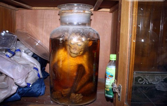 Bào thai động vật quý hiếm cũng là lựa chọn ưa thích của các quý ông có nhu cầu tăng cường sinh lực. Hình ảnh những hũ rượu ngâm động vật như khỉ...