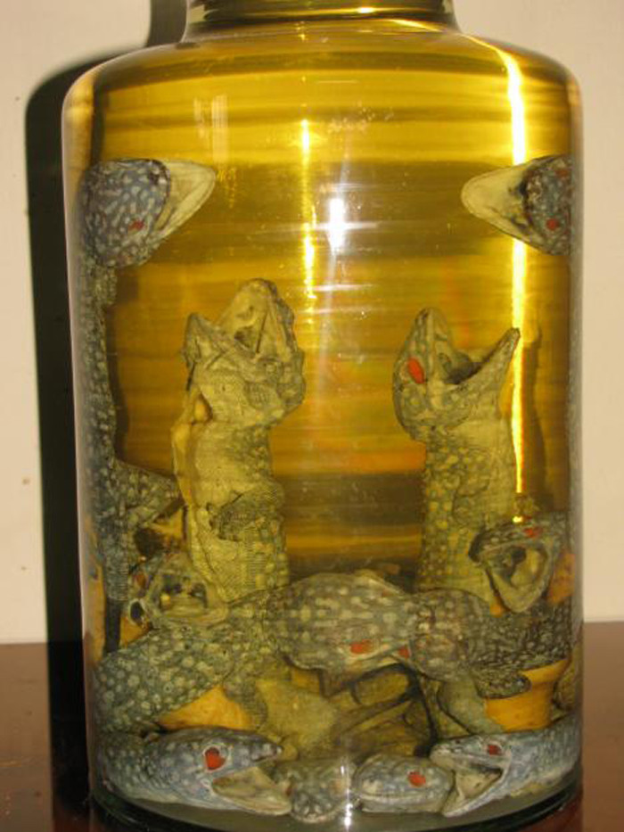 Khi chế biến, tắc kè được bỏ hết phủ tạng, dùng bông thấm cồn 70 độ lau sạch máu. Sau đó cho rượu trắng ngâm gừng tươi giã nát vào tắc kè, để 30 phút cho hết mùi tanh. Rượu tắc kè thường ngâm đôi một, chừng 100 ngày là có thể bỏ ra để bồi bổ.